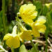 Zurück zum kompletten Bilderset Münchener Aurikel Blüte hellgelb Primula auricula