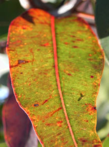 Mugga Eukalyptus Blatt Eucalyptus sideroxylon 09