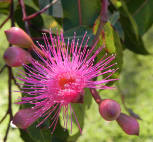 Mugga Eukalyptus Bluete pink Eucalyptus sideroxylon 22