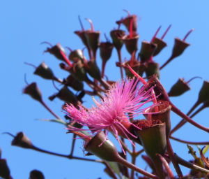 Mugga Eukalyptus Bluete pink Eucalyptus sideroxylon 25