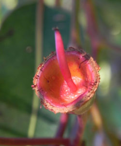 Mugga Eukalyptus Bluete pink Eucalyptus sideroxylon 26