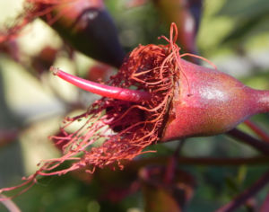 Mugga Eukalyptus Bluete pink Eucalyptus sideroxylon 27