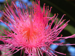 Mugga Eukalyptus Bluete pink Eucalyptus sideroxylon 28