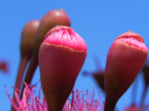 Mugga Eukalyptus Bluete pink Eucalyptus sideroxylon 29