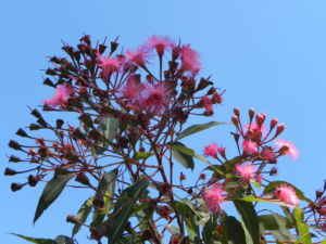 Mugga Eukalyptus Bluete pink Eucalyptus sideroxylon 32