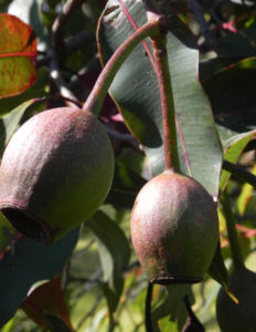 Mugga Eukalyptus Kapseln Eucalyptus sideroxylon 10