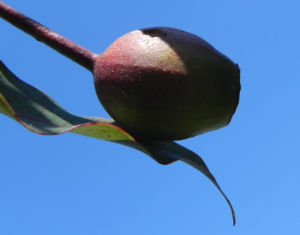 Mugga Eukalyptus Kapseln Eucalyptus sideroxylon 12