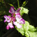 Zurück zum kompletten Bilderset Nachtviole - Hesperis matronalis l