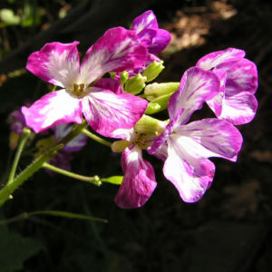 Nachtviole Hesperis matronalis L 03