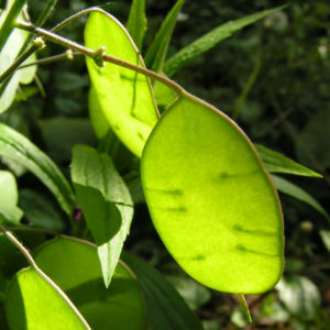 Nachtviole Hesperis matronalis L 04