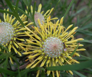 Narrow leaved Drumsticks Isopogon anethifolius 02 1