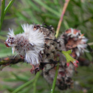Narrow leaved Drumsticks Isopogon anethifolius 03 1