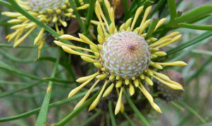Narrow leaved Drumsticks Isopogon anethifolius 04 1