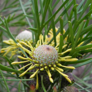 Narrow leaved Drumsticks Isopogon anethifolius 05 1