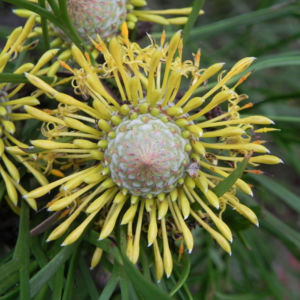 Narrow leaved Drumsticks Isopogon anethifolius 07 1