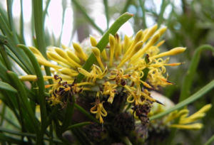 Narrow leaved Drumsticks Isopogon anethifolius 08