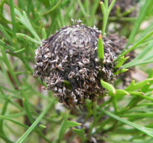 Narrow leaved Drumsticks Isopogon anethifolius 10