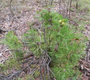Narrow leaved Drumsticks Isopogon anethifolius 11