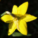 Zurück zum kompletten Bilderset Narzisse Osterglocke Blüte gelb Narcissus pseudonarcissus