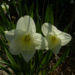 Zurück zum kompletten Bilderset Narzisse Blüte hell gelb weiß Narcissus pseudonarcissus
