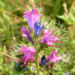 Zurück zum kompletten Bilderset Natterkopf Blüte blau Echium vulgare