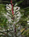 Zurück zum kompletten Bilderset Needlebush Strauch Blüte weiß Hakea sericea