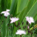 Zurück zum kompletten Bilderset Nelke Nordstjernen Blüte cremerosa Dianthus gratianopolitanus