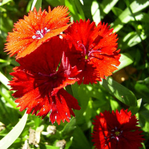 Nelke knallrote Bluete Dianthus chinensis 02