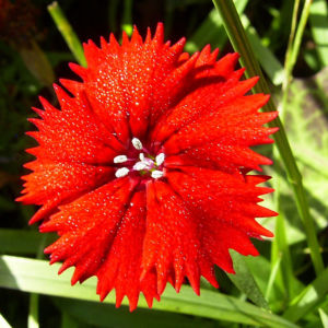 Nelke knallrote Bluete Dianthus chinensis 03