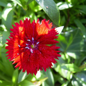 Nelke knallrote Bluete Dianthus chinensis 04