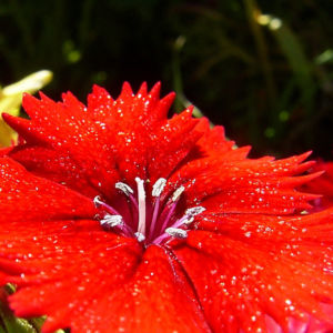 Nelke knallrote Bluete Dianthus chinensis 06