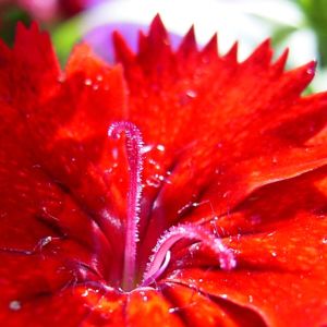 Nelke knallrote Bluete Dianthus chinensis 07