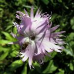 Nelke lila zerfranste Bluete Dianthus 01