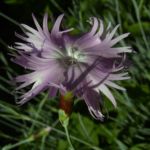 Nelke lila zerfranste Bluete Dianthus 02