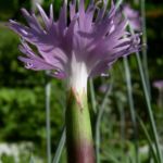 Nelke lila zerfranste Bluete Dianthus 03