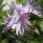 Nelke lila zerfranste Bluete Dianthus 04