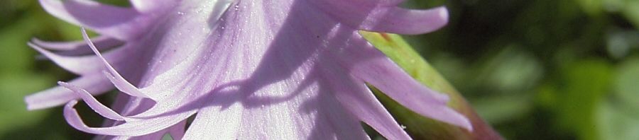 Anklicken um das ganze Bild zu sehen  Nelke lila zerfranste Blüte Dianthus