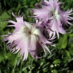Nelke lila zerfranste Bluete Dianthus 05
