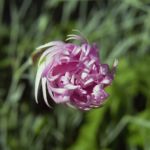 Nelke lila zerfranste Bluete Dianthus 07