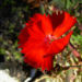 Zurück zum kompletten Bilderset Chinesische Nelke rote Blüte Dianthus chinensis