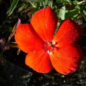 Nelke rote Bluete Dianthus chinensis 03