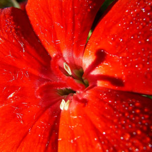 Nelke rote Bluete Dianthus chinensis 04