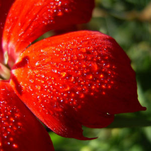 Nelke rote Bluete Dianthus chinensis 06
