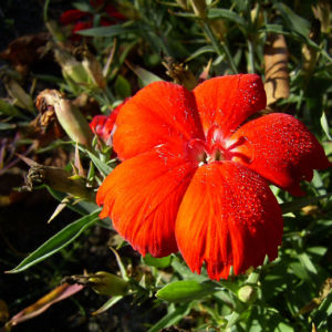 Nelke rote Bluete Dianthus chinensis 07