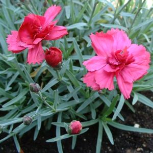 Nelke Dianthus 01