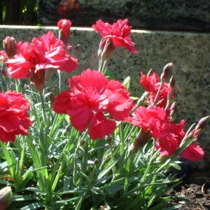 Nelke Dianthus 02