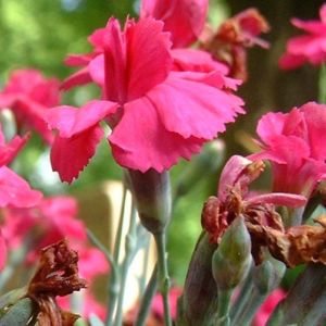 Nelke Dianthus 05
