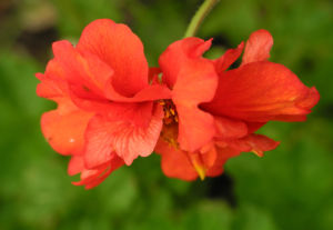 Nelkenwurz Bluete rot Geum chiloense 01