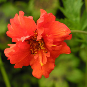 Nelkenwurz Bluete rot Geum chiloense 02