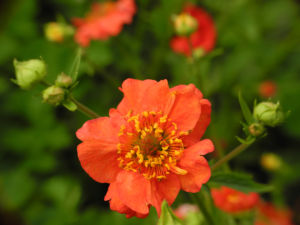Nelkenwurz Bluete rot Geum chiloense 04